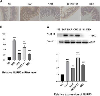 Corrigendum: Naringenin protects against acute pancreatitis-associated intestinal injury by inhibiting NLRP3 inflammasome activation via AhR signaling